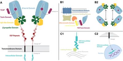 Nomenclature and Comparative Morphology of the Teneurin/TCAP/ADGRL Protein Families